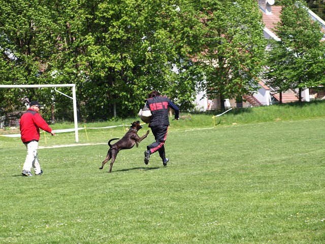 www.atibox.net * www.euroboxer.eu * www.boxergenealogia.eu
